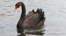 Swans - Black Swan